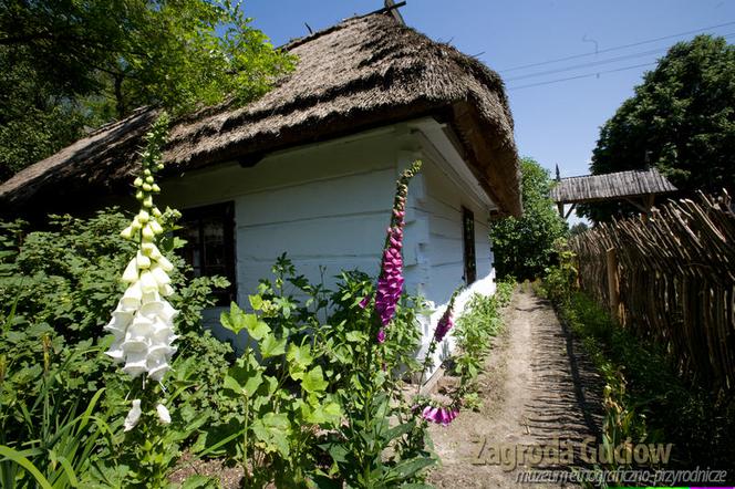 Guciów