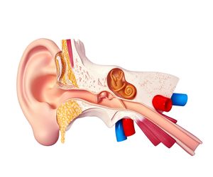 Trąbka słuchowa (trąbka, przewód Eustachiusza)