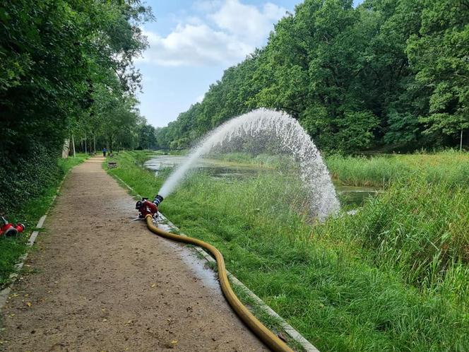 Śnięte ryby na Martówce. Akcja strażaków z Torunia