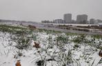 Wrocław pod śniegiem. Trudne warunki na drogach, korki, opóźnienia i awarie