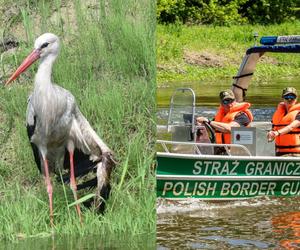 Niecodzienna interwencja. Straż graniczna pomogła bocianowi ze złamanym skrzydłem