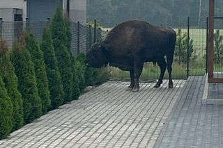 Żubr odwiedził Tulce pod Poznaniem
