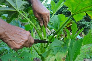 Okra (piżmian jadalny)