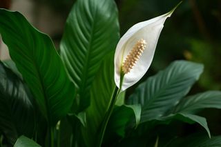 Wystarczy 1 łyżeczka, aby skrzydłokwiat pięknie zakwitł. Dzięki temu składnikowi doniczka wypełni się białymi kwiatami. Domowy nawóz do skrzydłokwiatu 