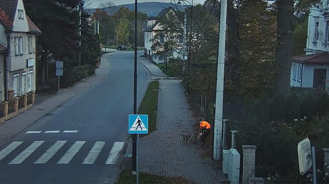 Agresywne psy zaatakowały w Bogatyni