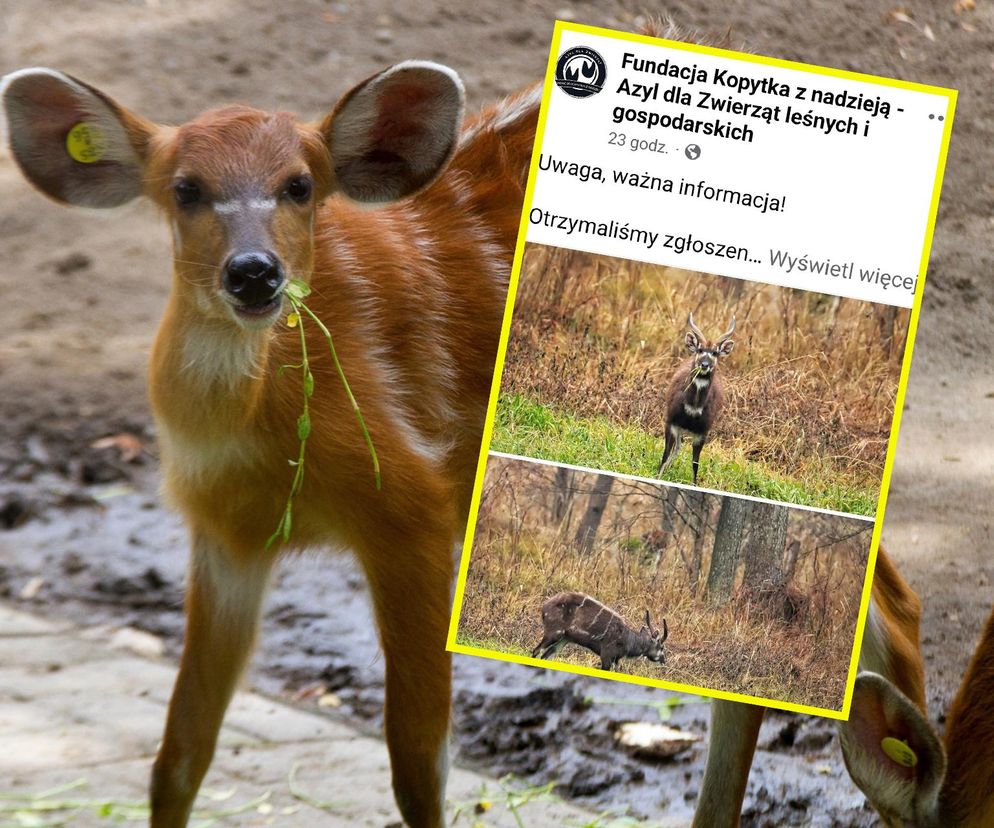 W lasach koło Węgorzewa na Mazurach została zauważona i sfotografowana egzotyczna antylopa z gatunku sitatunga sawannowa