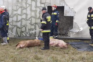 Wypadek ciężarówki przewożącej świnie w Wierzbicy koło Serocka