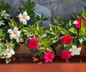 Dipladenia, mandevilla