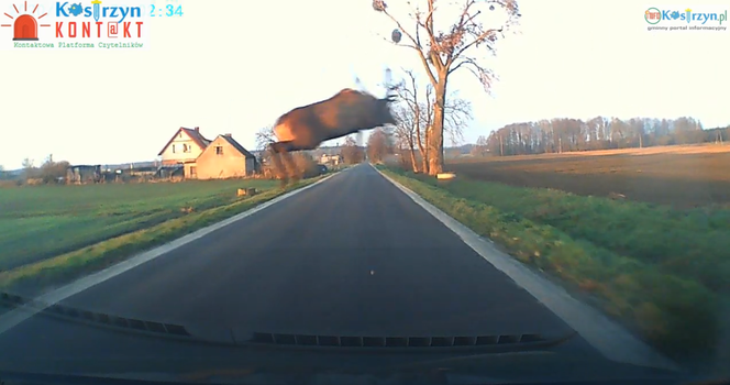 Ogromny JELEŃ przeleciał tuż przed maską samochodu! Zobacz WIDEO!