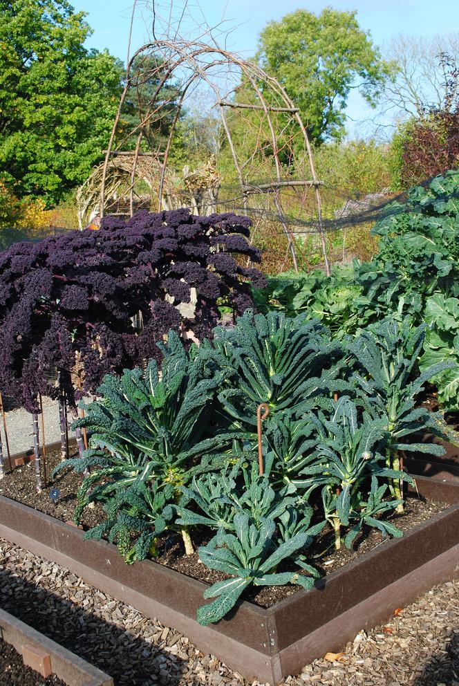 Katarzyna Bellingham płodozmian