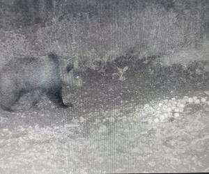 Niedźwiedź brunatny grasuje pod Tarnowem. Fotopułapka zrobiła mu zdjęcia