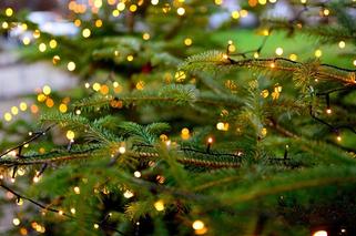  Jak dbać o bożonarodzeniowe drzewko? Co zrobić, by choinka nie gubiła igieł?