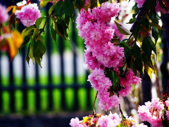 Wiśnia piłkowana 'Kiku-shidare-zakura'