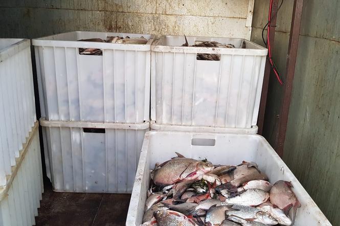 Około 25 ton martwych ryb wyłowiono dotąd na lubuskim odcinku Odry
