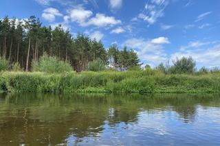 To idealna rzeka dla kajakarzy z woj. łódzkiego. Zobacz, jak wyglądają spływy Pilicą [ZDJĘCIA]