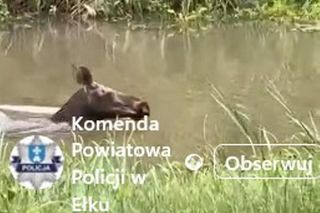Łoś pływał w rzece i spacerował po Ełku! 