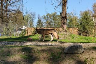 Wilcza Ostoja we wrocławskim zoo