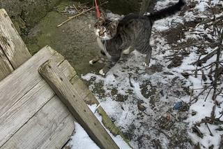 Skandaliczne warunki. Kot uwięziony na smyczy. „Jak przeżył zimę? nie wiemy” 