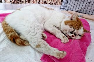 Kot Pirat został przejechany przez dwa samochody