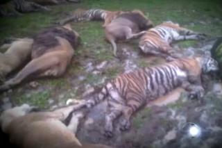 USA, ZENESVILLE: Policja wystrzelała lwy, tygrysy i niedźwiedzie