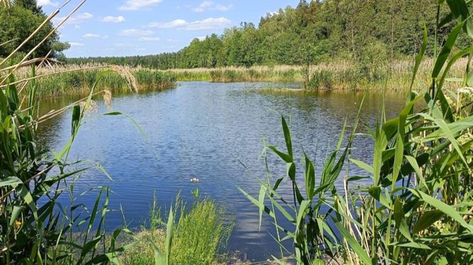 Jezioro Komosa obok miejscowości Krasne na Podlasiu