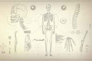 Szkielet człowieka - budowa, funkcje, choroby oraz różnice między szkieletami kobiet i mężczyzn