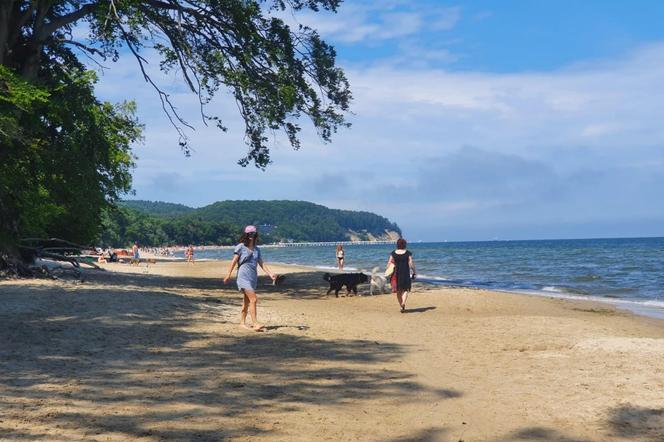 Gdyńskie plaże dla czworonogów: Gdzie można spacerować z psem? 