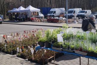 Wiosenny Kiermasz Ogrodniczy w Bydgoszczy [ZDJĘCIA]