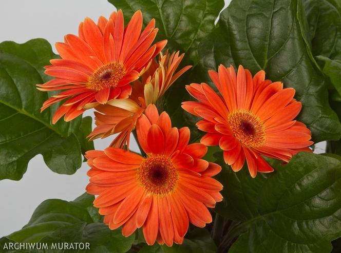 Kwitnąca gerbera w doniczce [Porada eksperta]