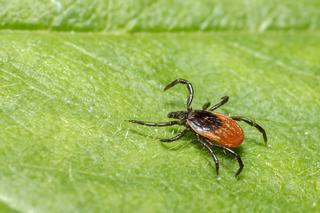 UWAŻAJ na te kleszcze! Egzotyczne pajęczaki mogą być również w łódzkich lasach! [WIDEO]