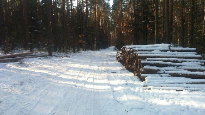 Leśna droga ze Skarżyska w kierunku Dalejowa