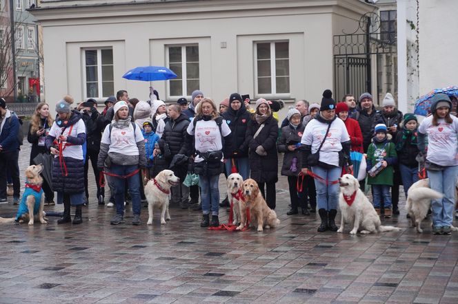 Golden Retriever WOŚP w Poznaniu