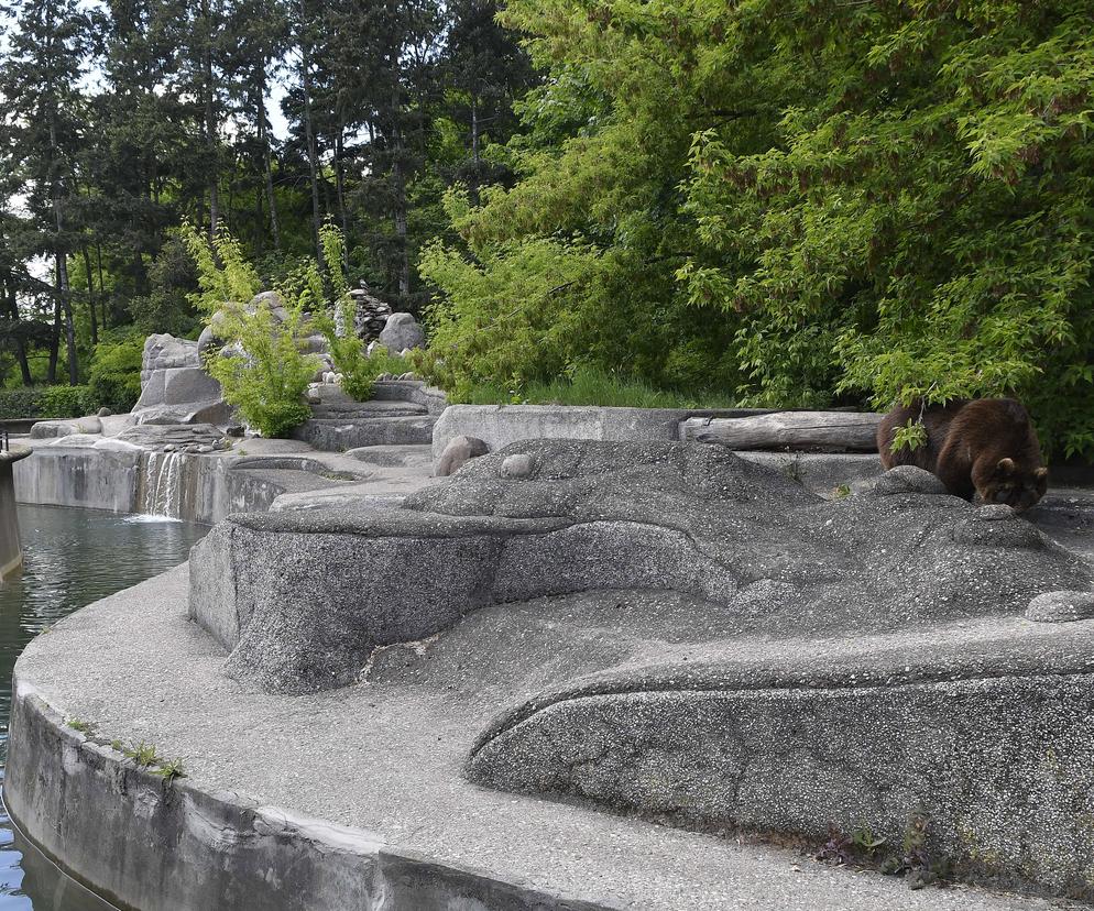 Wybieg dla niedźwiedzi - zoo w Warszawie