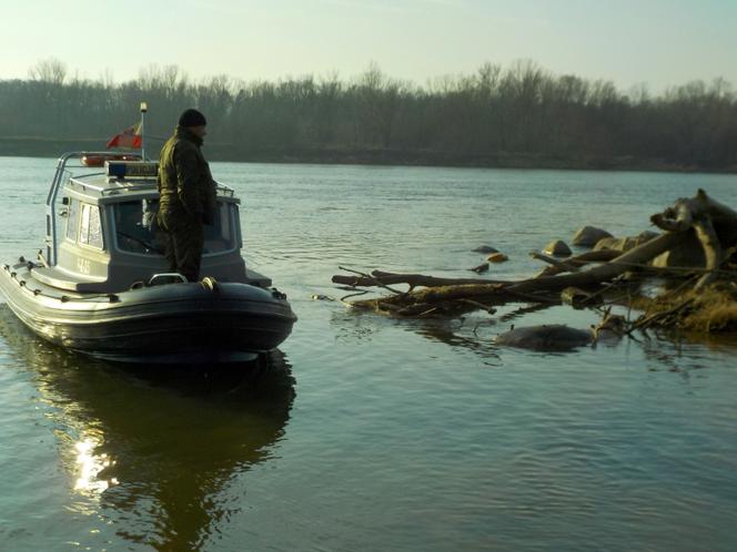 Pechowa przeprawa łosia 