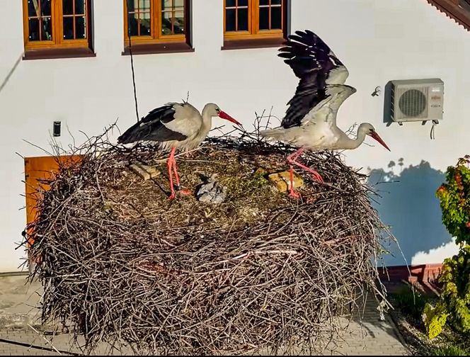 Bocian Krutek z Krutyni: od samotnika do samca alfa.