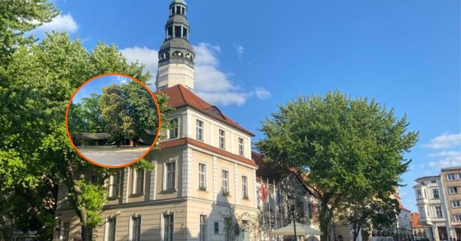 Zielona Góra; Dolina Gęśnika