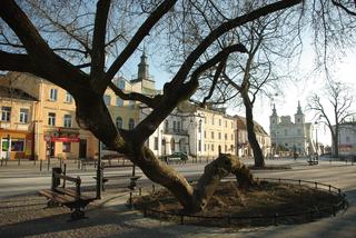 „Klęczące drzewo” z Krasnegostawu w finale europejskiego konkursu. Trwa głosowanie [AUDIO]