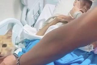 Kot pożegnał pana na łożu śmierci 