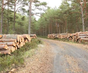 Wycinka drzew na trasie Lubiatowo-Słajszewo. Wycinane są sosny