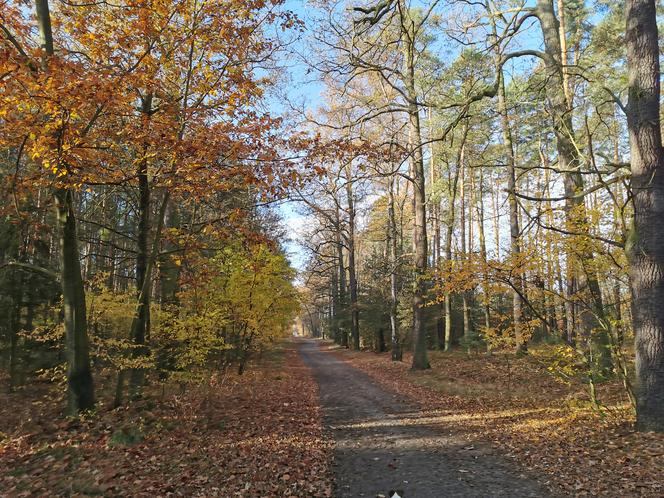 Słoneczny listopadowy poranek w Ostrowie