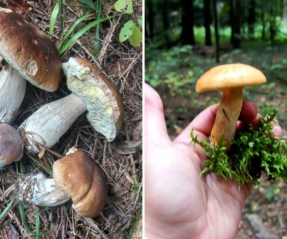 Grzybobranie na Podkarpaciu 