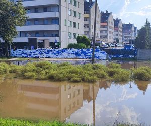 Stabłowice. Tak ratowali gołębie z działek