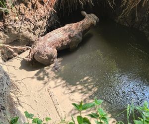 Cielak wpadł do głębokiego wykopu. Na pomoc ruszyli strażacy