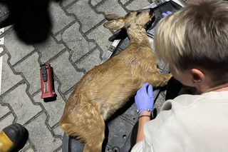 Wypadek pod Łaskiem. Sarna zaklinowała się między zderzakiem a chłodnicą pojazdu