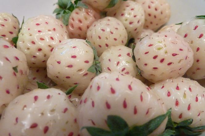 Białe truskawki dostępne w Polsce! Pineberry, czyli truskawki o smaku ananasa
