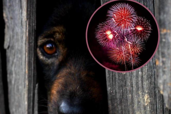 Bez petard w sylwestra. Radni i pracownicy zoo apelują do warszawiaków: Przyjaciele nie strzelają!