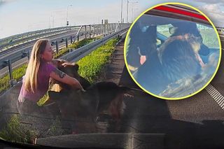 Psy błąkały się na ekspresówce. Groziło im niebezpieczeństwo. Policjantka z Częstochowy nie wahała się ani chwili!
