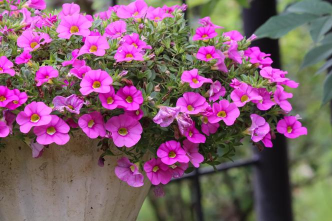 Calibrachoa, Million Bells. Zdjęcia