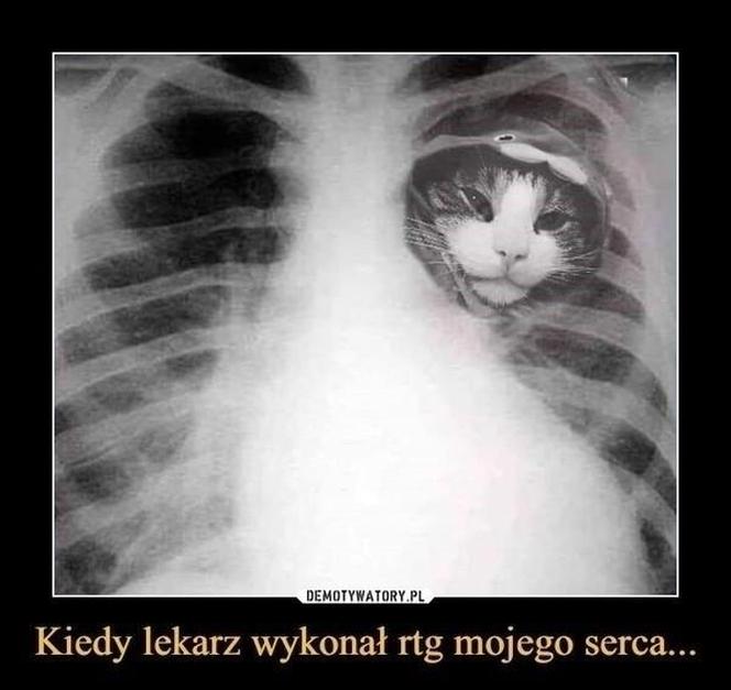 Chcesz poprawić sobie humor? Te memy ze zwierzętami rozbawią cię do łez!