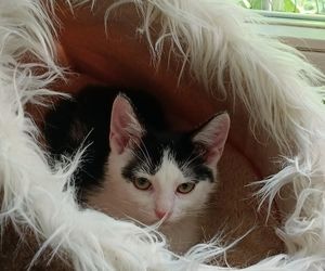 Tramwajowe koty szukają domu. Fabryka Mruczenia, mały Duńczyk i spółka polecają się do adopcji.